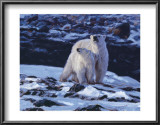 At the Edge of the Bay Prints by John Banovich
