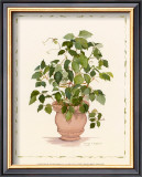 Ivy in a Clay Pot Posters by Cappello 