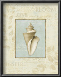 Soothing Words Shells III Prints by Lisa Audit