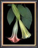 Angel Trumpets Posters by Rosemarie Stanford