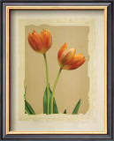 Tangerine Tulips I Poster by Linda Maron