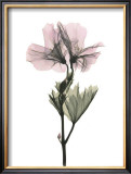 Geranium Posters by Acee 