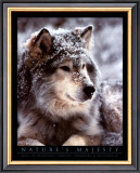 Timber Wolf Prints by John Pezzenti Jr