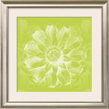 Chromatic Rosette II Poster by Stefania Ferri