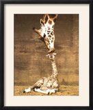 Giraffe, First Kiss Posters by Ron D'Raine