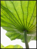 Lotus Leaf Texture Framed Canvas Print by Michele Molinari