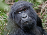 A Gorilla in its Habitat Lámina fotográfica por Beverly Joubert A Gorilla in its Habitat Lámina fotográfica por Beverly Joubert