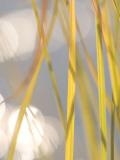 Close Up of Aquatic Plants Growing at Siesta Lake in Yosemite Photographic Print by Phil Schermeister