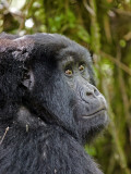 A Gorilla in its Habitat Lámina fotográfica por Beverly Joubert A Gorilla in its Habitat Lámina fotográfica por Beverly Joubert