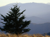 A Lone Spruce Tree and the Appalachian Mountains Ridges in Distance Photographic Print by Raymond Gehman