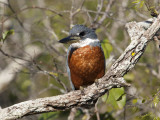 Ringed Kingfisher Perched on a Tree Branch, Pantanal, Brazil Photographic Print by Roy Toft
