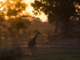 A Giraffe in the Okavango Delta Area of Botswana Photographie par Jodi Cobb