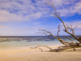 Driftwood on a Desroches Island Beach Fotografisk tryk af Alison Wright Driftwood on a Desroches Island Beach Fotografisk tryk af Alison Wright