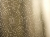 Backlit View of Part of a Spider Web Photographic Print by Phil Schermeister
