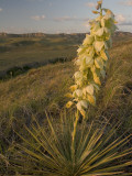 A Yucca Plant Grows on the Little Missouri National Grasslands Lámina fotográfica por Phil Schermeister