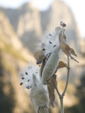 Close Up of Milkweed Seeds and Pods Growing in Yosemite Valley Photographic Print by Phil Schermeister
