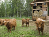 Scottish Highland Cattle Outside a Barn with Hay Photographic Print by Rich Reid