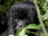 A Gorilla in its Habitat Lámina fotográfica por Beverly Joubert A Gorilla in its Habitat Lámina fotográfica por Beverly Joubert