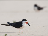 A Black Skimmer, Rhynchops Niger, Standing in Sand Photographic Print by Roy Toft