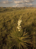 A Yucca Plant Grows on the Little Missouri National Grasslands Lámina fotográfica por Phil Schermeister