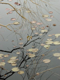 Abstract View of Lily Pads and a Willow Branch Reflected on a Pond Photographic Print by Todd Gipstein