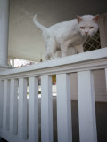 A White Cat on a White Porch Railing Photographie par Jodi Cobb