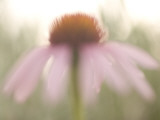 Artistic Close Up of a Purple Coneflower Plant Shot in the Grasslands Lámina fotográfica por Phil Schermeister