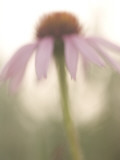 Artistic Close Up of a Purple Coneflower Plant Shot in the Grasslands Photographie par Phil Schermeister