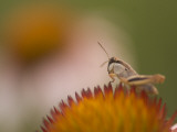 Magnification of a Grasshopper Sitting on a Purple Coneflower Plant Lámina fotográfica por Phil Schermeister