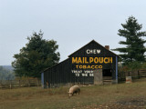 A Pig Forages Outside a Barn with Tobacco Advertising Photographie par Jodi Cobb