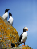 The Shaint Islands are Breeding Grounds for Puffins Photographic Print by Jim Richardson