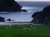 A Flock of Sheep Graze on Seaweed on Iona's Beach Photographic Print by Jim Richardson