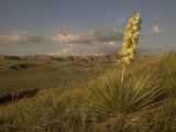 A Yucca Plant Grows on the Little Missouri National Grasslands Lámina fotográfica por Phil Schermeister