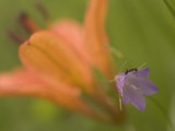 Close Up of an Ant on a Bluebell with a Western Red Lily Behind Photographic Print by Phil Schermeister