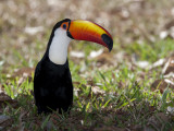 Portrait of a Toco Toucan, Ramphastos Toco, on the Ground Photographic Print by Roy Toft
