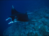 A Graceful Manta Ray Swimming over the Great Astrolabe Reef Photographic Print by Tim Laman
