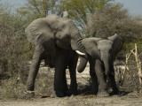 African Elephants in the Okavango Delta Area of Botswana Photographie par Jodi Cobb