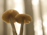 Witch's Hat Mushrooms, Hygrophorus Conicus, Common in Redwood Forests Photographic Print by Phil Schermeister