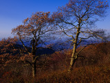 Oak Trees in Autumn Colors in a Mountain Scenic Photographic Print by Raymond Gehman