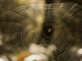 A Spider in a Web That Glints in the Sun Photographic Print by Phil Schermeister