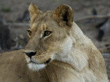 A Lion in the Okavango Delta Area of Botswana Photographie par Jodi Cobb