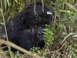 A Gorilla in its Habitat Lámina fotográfica por Beverly Joubert A Gorilla in its Habitat Lámina fotográfica por Beverly Joubert