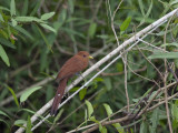 Portrait of a Little Cuckoo, Playa Minuta, Perched in a Tree Photographic Print by Roy Toft
