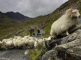 A Sheep Herd and Herders Photographic Print by Jim Richardson