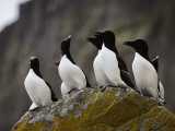 The Shaint Islands are Breeding Grounds for Razorbills Photographie par Jim Richardson