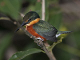Portrait of an American Pygmy Kingsfisher, Chloroceryle Aenea Photographic Print by Roy Toft