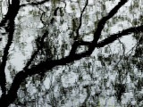 Reflection of a Tree on the Surface of a Pond Photographic Print by Todd Gipstein