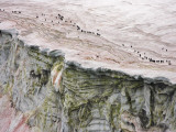 Chinstrap Penguins Crossing an Algae-Stained Glacier on Thule Island Photographic Print by Maria Stenzel