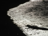 An Alligator on the Beach Photographie par Jodi Cobb