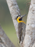 Portrait of a Campo Flicker, Colaptes Campestris, on a Tree Trunk Photographie par Roy Toft